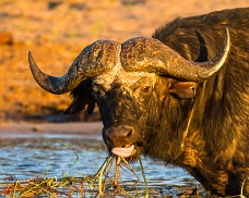 Namibia-Botswana 2013